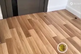 电子宠物迷你多儿Mini Duolingo#多邻国 #多邻国拼车