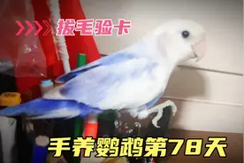 手养鹦鹉第78天 第一次给鹦鹉拔毛验卡验公母 把铲屎官手咬了视频封面
