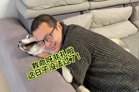 主人强制亲吻狗狗，没想到竟然把狗狗亲哭了！看一遍笑一遍！