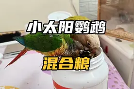 小太阳鹦鹉日常应该吃什么？粮食如何配比？