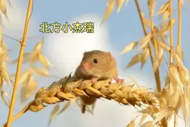 不会吧，北方的老鼠真长这样？南方的蟑螂都能欺负它吧