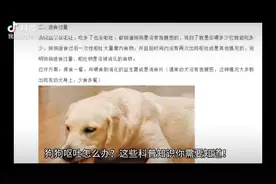 狗狗呕吐不要忽视哦视频封面