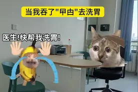 当我不小心吞了蟑螂去洗胃 #猫meme #猫meme小剧场 #美洲大蠊视频封面