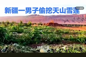 男子贪婪挖采天山雪莲，5000余株珍稀植物遭殃被查