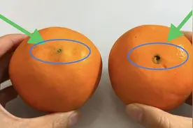 买橙子，一定要挑选“公”的，老果农教我一招，皮薄肉厚又香又甜