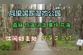 苏州同里国家湿地公园是一处近郊休闲的好地方。这几天挖笋趁早噢