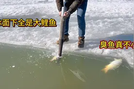 东北开河一家四口捡臭鱼，都是大鲤鱼，就想吃这口闻着臭吃着香！