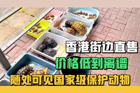 香港街边，随处可见国家级的保护动物，连做梦都想要的宠物陆龟！视频封面