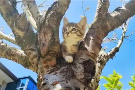 别错过！终于拍到野生狸花猫幼崽！太喜欢了，小野猫可以收养吗？