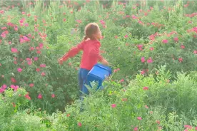 和田大马士革玫瑰花开的季节
