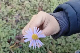 11月的早晨，草地上阳光下是露水，阴处是霜，好冷视频封面