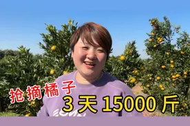 远嫁姑娘回衢州娘家帮父母抢摘橘子，3天摘了15000斤，实在太累了视频封面