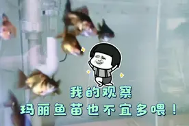 玛丽苗每天也不宜多喂视频封面