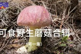 常见可食用野生菌合集 第一集