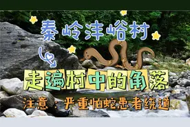 秦岭沣峪村 严重怕蛇者慎入 #秦岭 #西安周边游 #西安亲子游视频封面