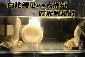 白化佛鳄龟pk大佛杂鳄龟，究竟谁能率先吃掉泥鳅，结果如何？