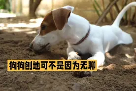 狗狗刨地真相揭秘：不只是无聊，还有这些原因视频封面
