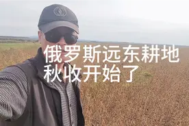 俄罗斯远东耕地，黄豆玉米秋收季节，今年是一个丰收年.视频封面