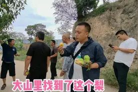 在大山里找到了这个梨，吃起来有股酒味，粉丝朋友家的，晚上直播