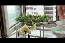 水培太阳花，视频封面