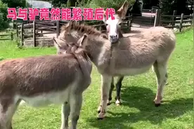自然界的神奇之处，马与驴结合居然生出了骡子！视频封面