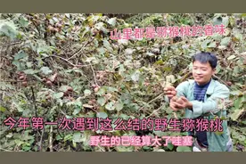 2023年10月十一号到深山峡谷摘野生猕猴桃，又大又结，难得遇到。视频封面