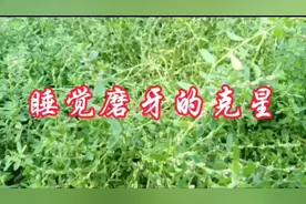 田间地头的一种草是睡觉磨牙的克星，大人小孩通用，做法简单。视频封面