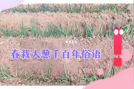 老人生活欢乐园艺 大垅葱套种省地实操   春栽大葱千百年俗语视频封面