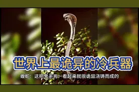 世界上最诡异的冷兵器，每一把都让人毛骨悚然！视频封面