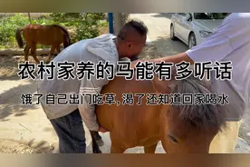 农村小伙养了一匹马，每天自己出门吃草，吃饱了知道回家喝水视频封面