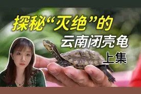躺在大英博物馆的中国龟：云南闭壳龟的传奇龟生（上）