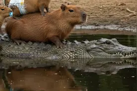 卡皮巴拉，动物界的佛系天花板 # 一代人有一代人的动物世界#搞笑