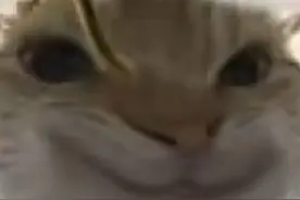 小猫表情包自己p的，有需要的保存。