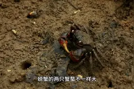 为什么有些螃蟹的两只蟹螯不一样大？视频封面