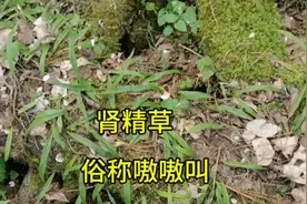 长白山森林发现野生肾精草，采回去泡水喝，俗称嗷嗷叫
