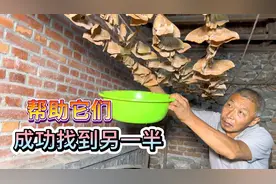 东北农村养蚕，2000个蚕蛾完成生命延续，几个人辛苦付出见成果