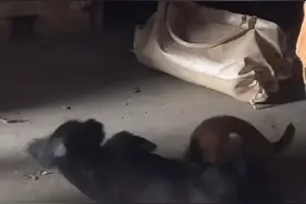 我的美梦，我要把你塞回你老妈肚子里去。视频封面