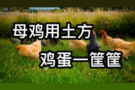 母鸡用土方，鸡蛋一筐筐，鸡蛋捡都捡不完！视频封面