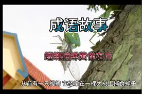 成语故事～螳螂捕蝉黄雀在后视频封面