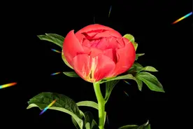 大唐洛阳2025第42届牡丹文化节在4月1日盛大开幕！别忘来赏花呀！