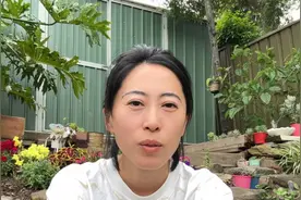 在澳洲打工的东北人视频封面