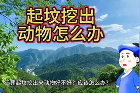 迁葬挖出活物怎么办？有蛇的地方是传说中的风水宝地吗？视频封面