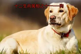 十二生肖属相之十一——狗