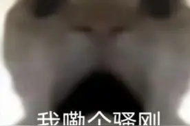 老鼠战歌