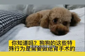 泰迪狗狗多大做绝育合适？狗狗需要做绝育吗？做绝育的利与弊视频封面