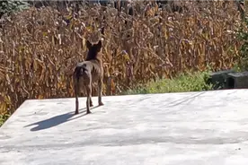 狗的迷惑行为，一听到小贩的喇叭声，就会变狼叫，不知道是为啥？视频封面