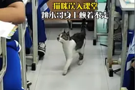 猫咪闯入课堂跳男孩腿上，网友：这是被猫坚定选中的人….