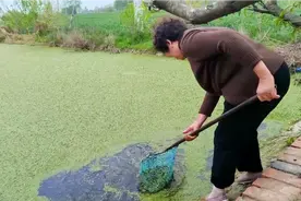 捞点浮萍回家给小鸭小鹅吃……视频封面