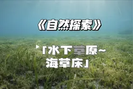 《自然探索》水下有草原吗？