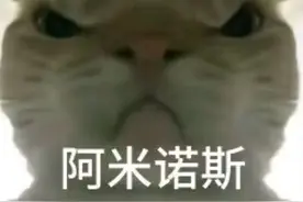 分享一些小猫表情包